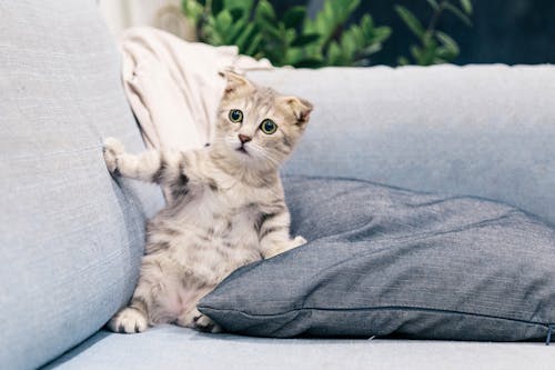 Photo of Gray and White Tabby Kitten Sitting on Sofa