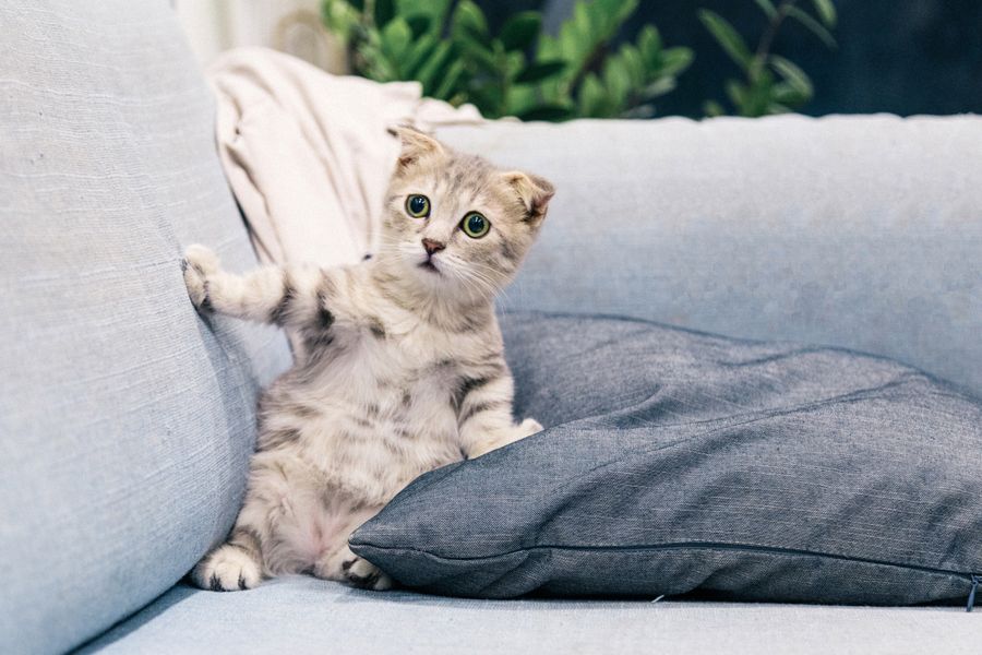 Kitten playing on a grey sofa