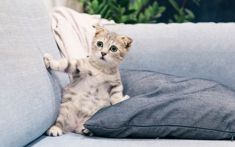 Worn out cat toys that need replacement