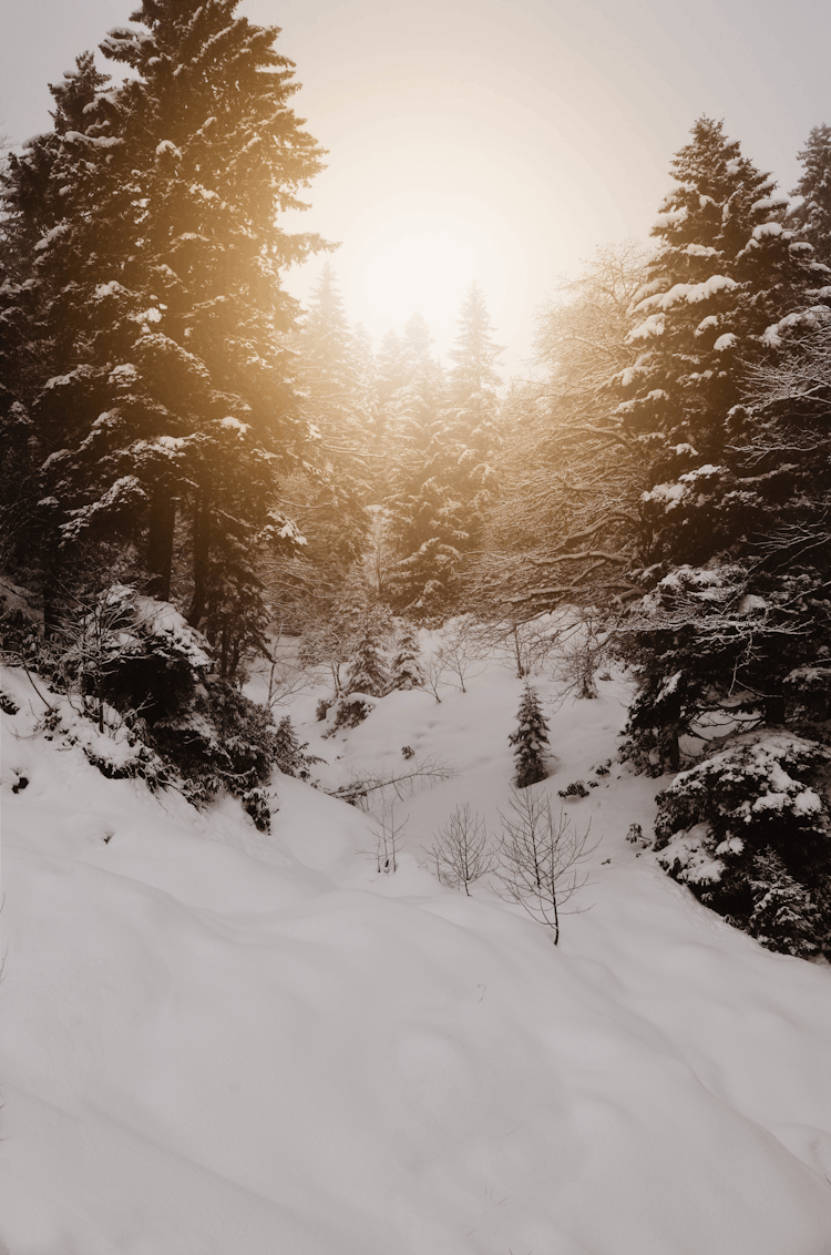 Pine Trees Covered With Snow