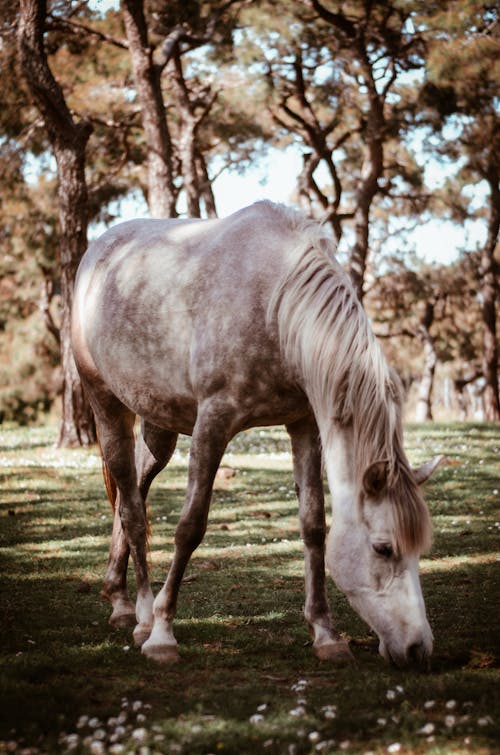 緑の芝生のフィールドで放牧している灰色の馬の写真
