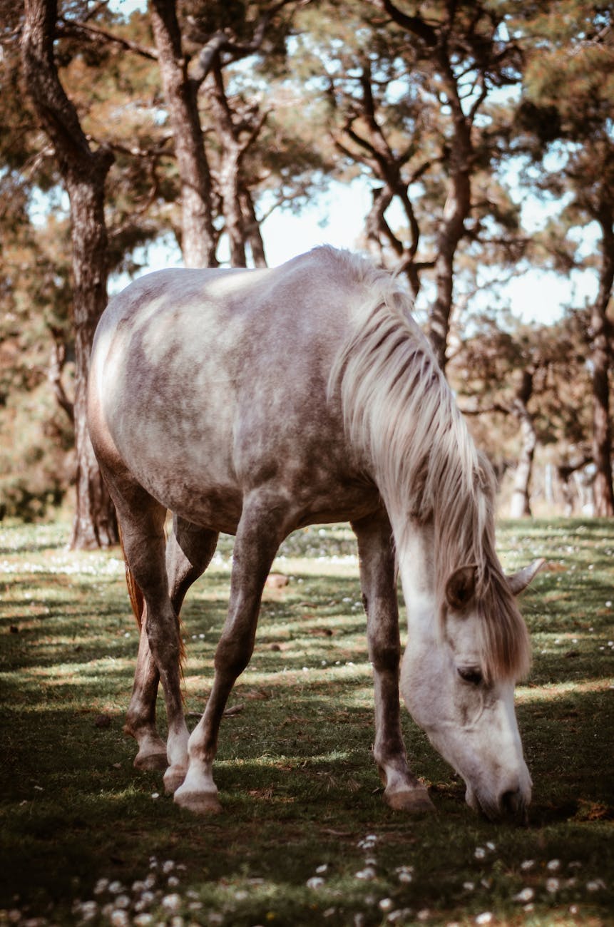 Foto Van Grijs Paard Grazen Op Groen Grasveld · gratis stockfoto