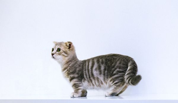 Photo · Suki