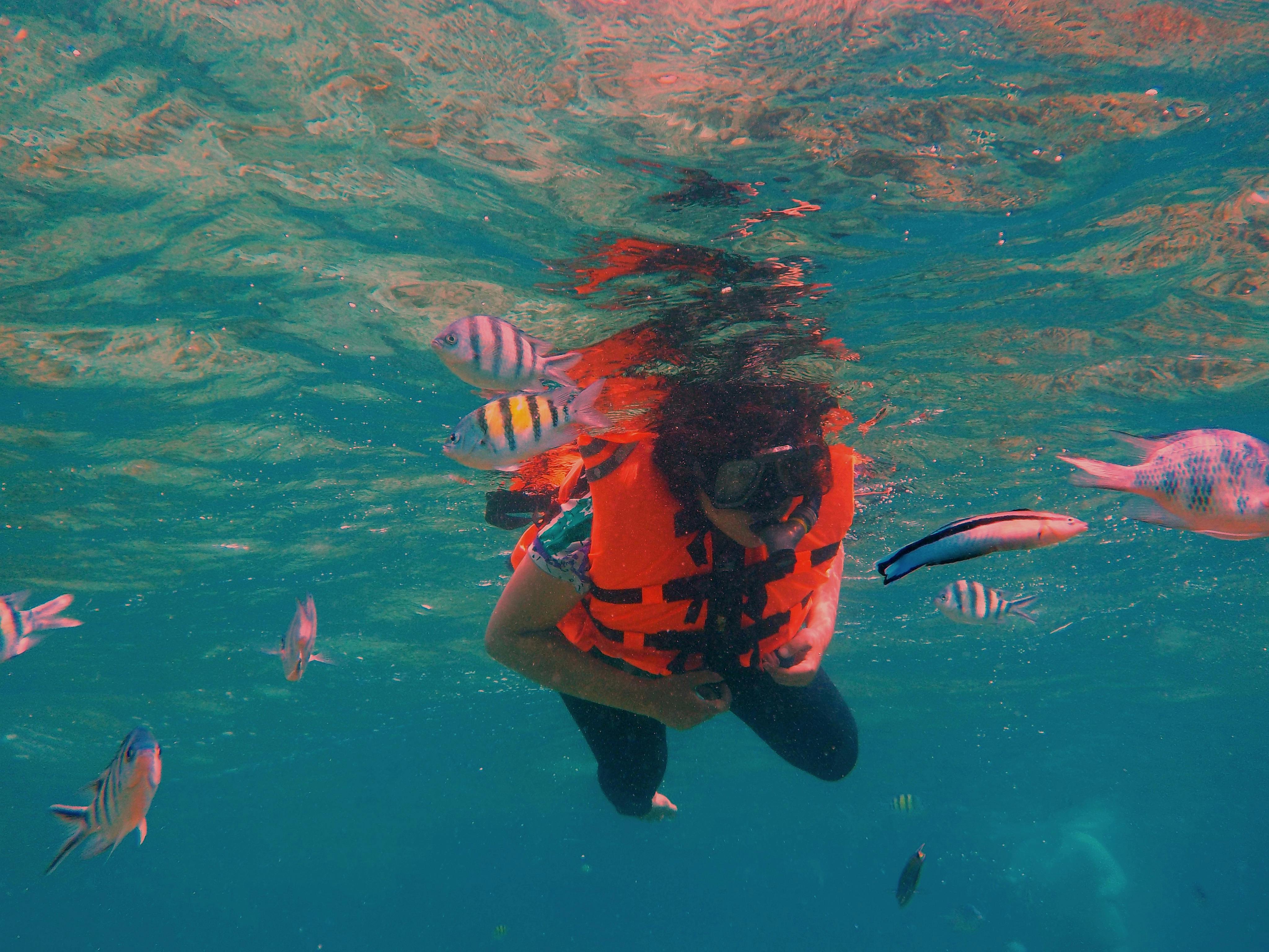 Free stock photo of blue water, diving, environment