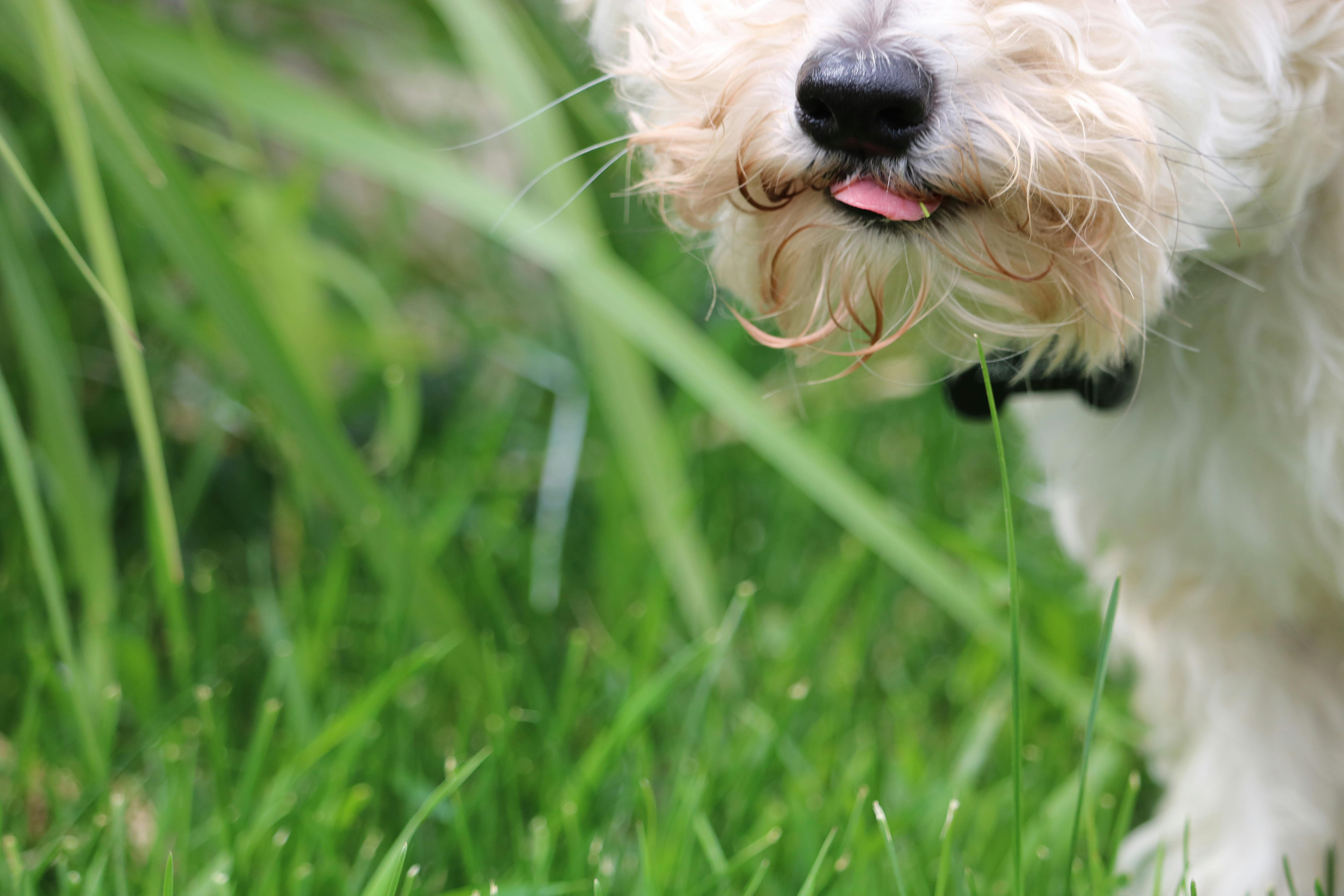 Free stock photo of collar, dog, eating