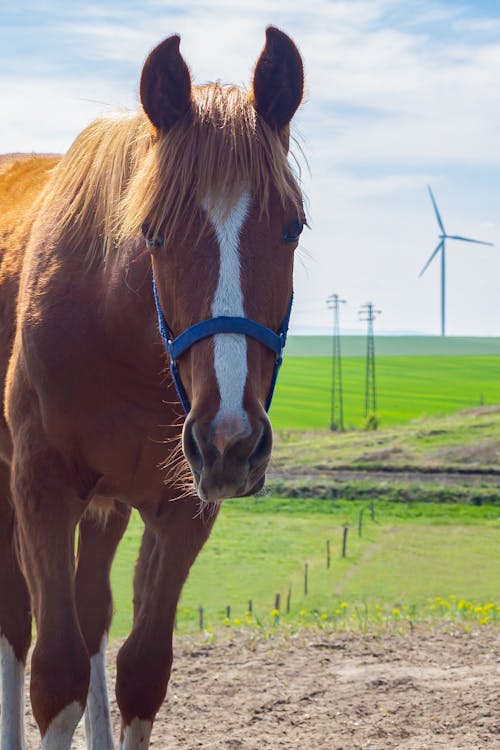 A horse with a blue bridle standing in a field