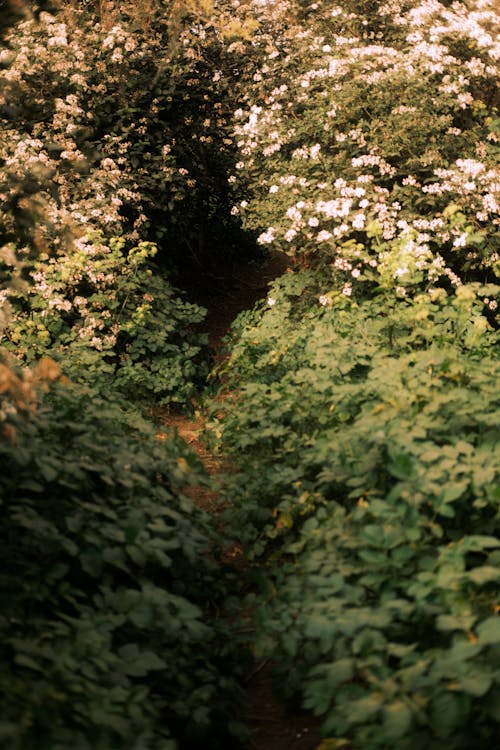 A path through a forest with white flowers