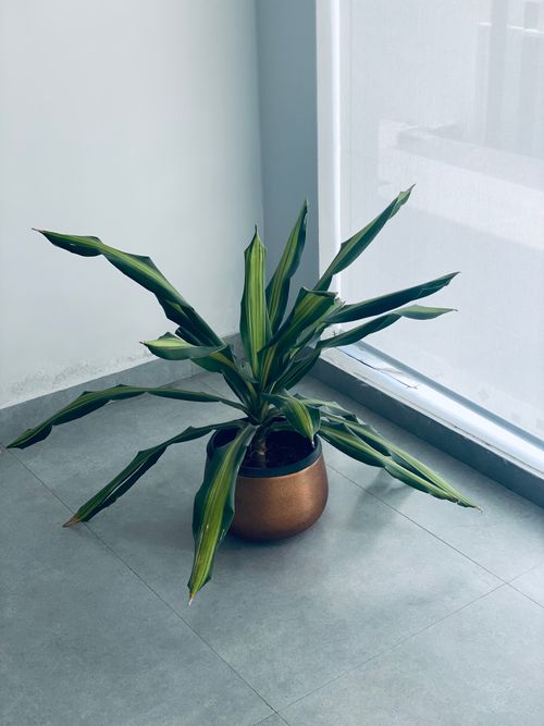 Free A minimalist corner with a potted plant on a tiled floor by a large window. Stock Photo