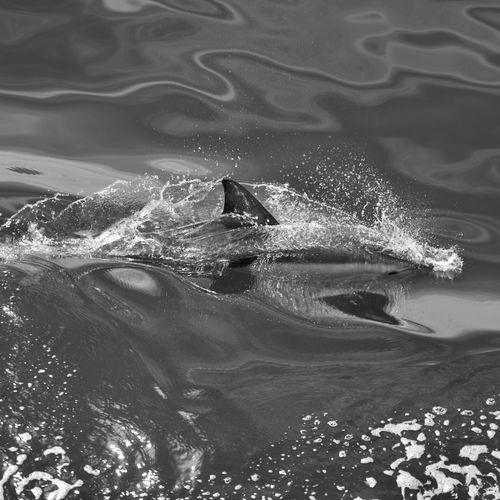 Free Monochrome image of a dolphin swimming gracefully in the ocean, showcasing its dynamic movements. Stock Photo
