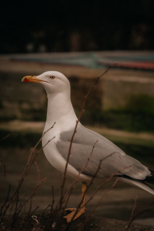 Free Close-up of a European herring gull standing in its natural habitat, showcasing wildlife beauty. Stock Photo
