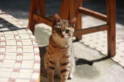 Free Adorable young tabby cat sitting in sunlight on a patio, showcasing its striped fur. Stock Photo