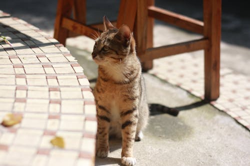 무료 회색 콘크리트 포장 근처 갈색 검은 고양이 스톡 사진