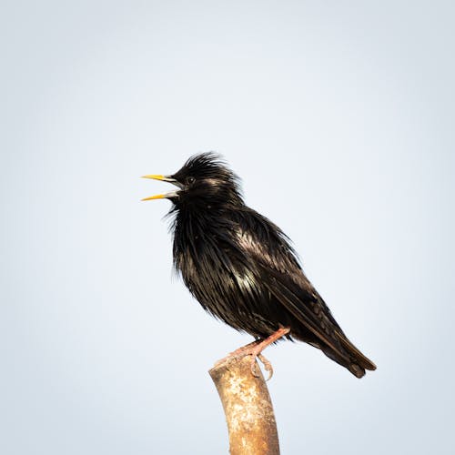 sturnidae, 一塵不染的椋鳥, 側面圖 的 免費圖庫相片