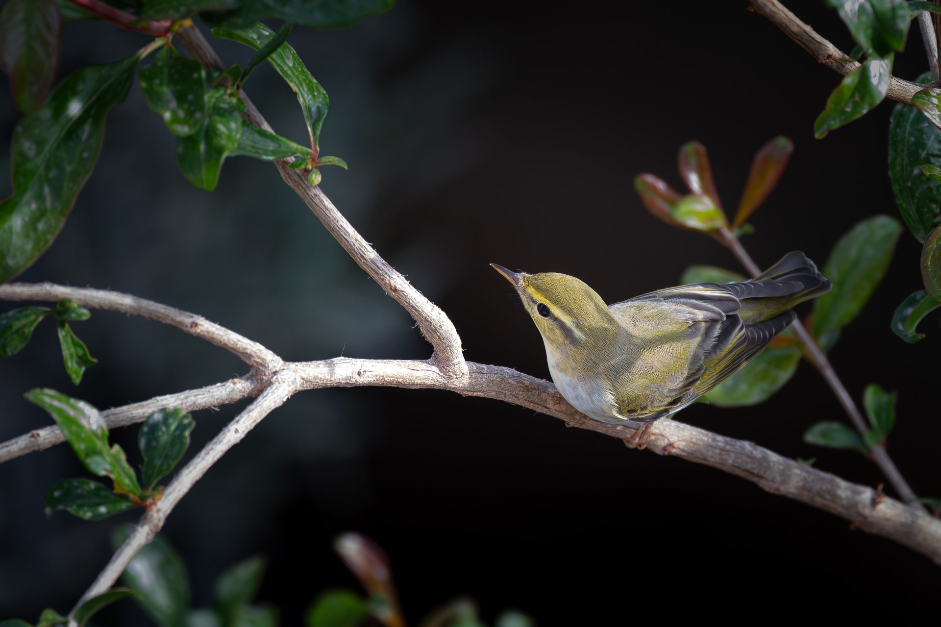 A wood warbler sits on a branch amidst green leaves in a natural setting.