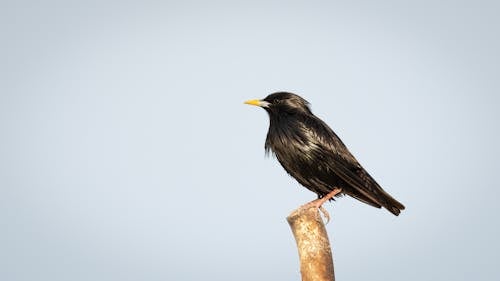 くちばし, コウモリ科, スズメ目の鳥の無料の写真素材