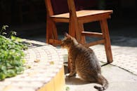 阳光明媚的一天，可爱的虎斑猫在户外的木椅旁享受着