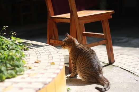 阳光明媚的一天，可爱的虎斑猫在户外的木椅旁享受着