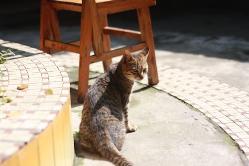 Foto profissional grátis de o sol do gato