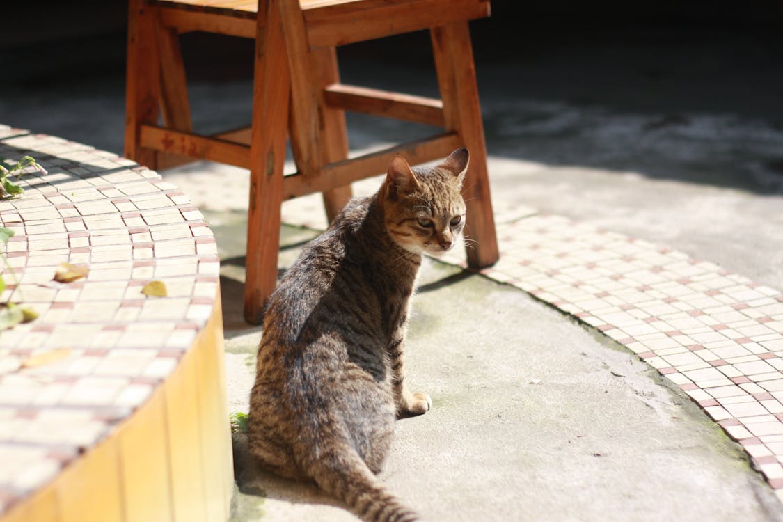 Free stock photo of the sunshine of the cat