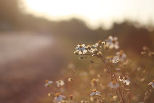 White Daisy Fleabane Nahaufnahme Fotografie