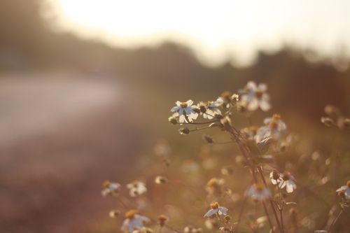 Free Soft focus image of daisies basking in the warm glow of early morning light. Stock Photo