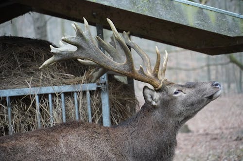 A deer with large antlers is standing in a pen