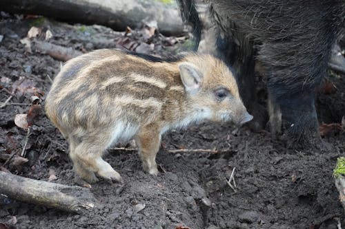 A baby boar is standing next to a mother
