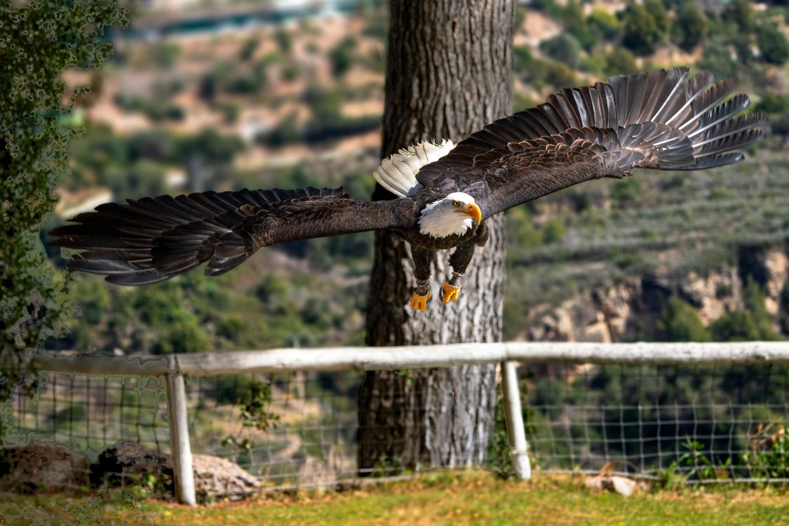 haliaeetus leucocephalus, 강력한 날개, 깃털, 나무, 날개 길이, 날으는, 날카로운 시력, 눈, 대머리 ...
