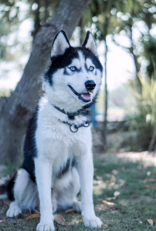 Free Portrait of a Siberian Husky with blue eyes sitting in a sunny park in Pakistan. Stock Photo