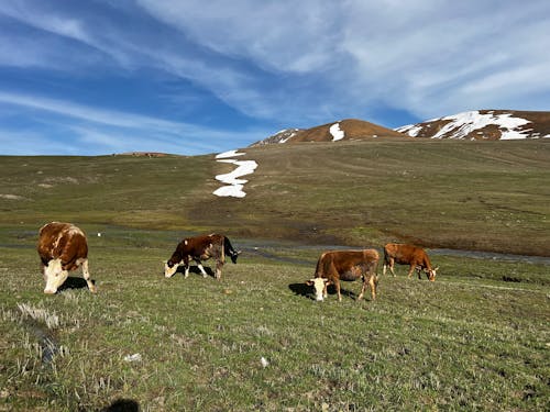 Bayırda otlanan inekler 