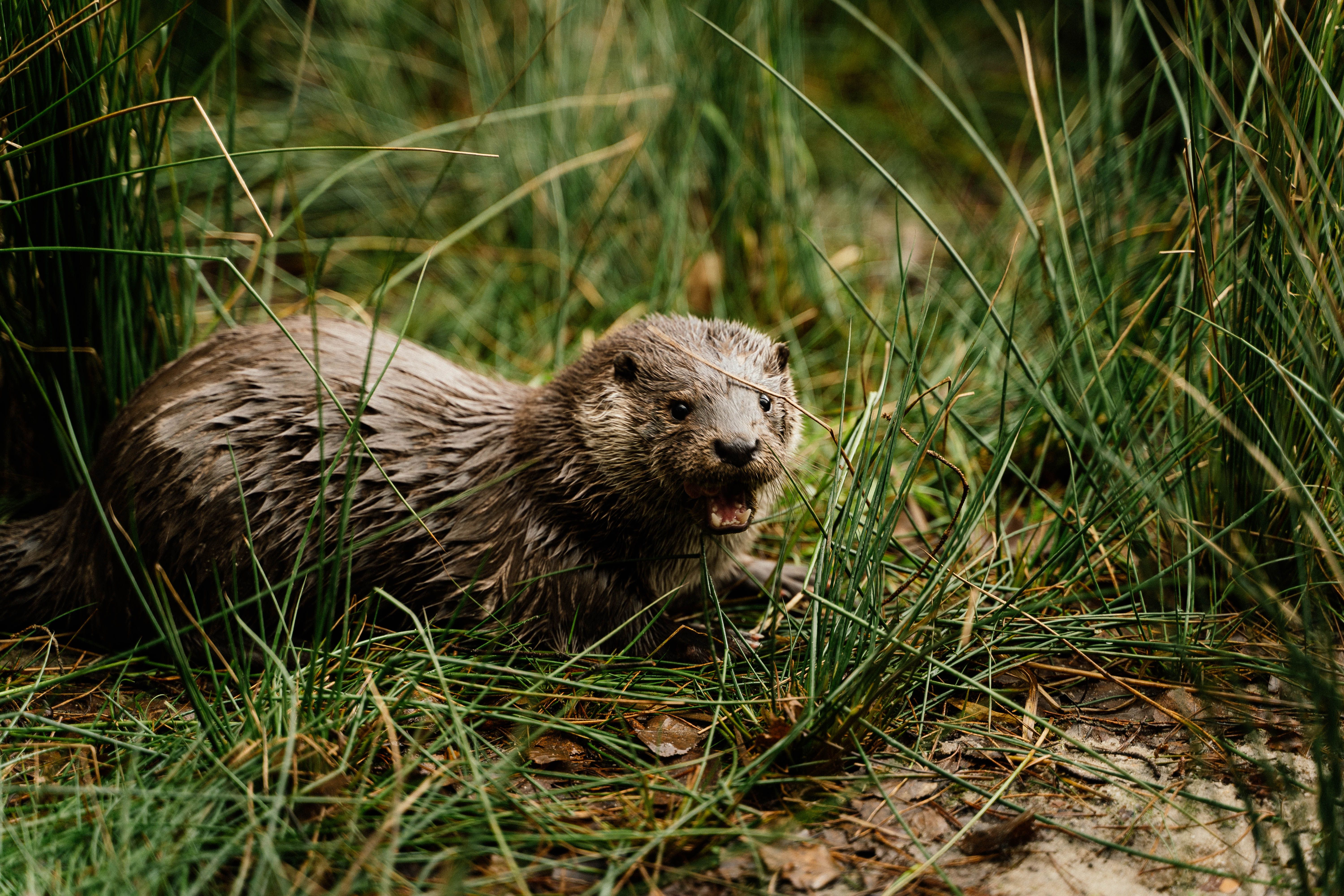 What animal makes a squeaking sound? - The Institute for Environmental ...
