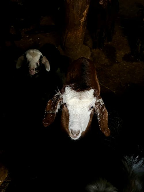Kostnadsfri bild av brunt lamm, djurporträtt, får