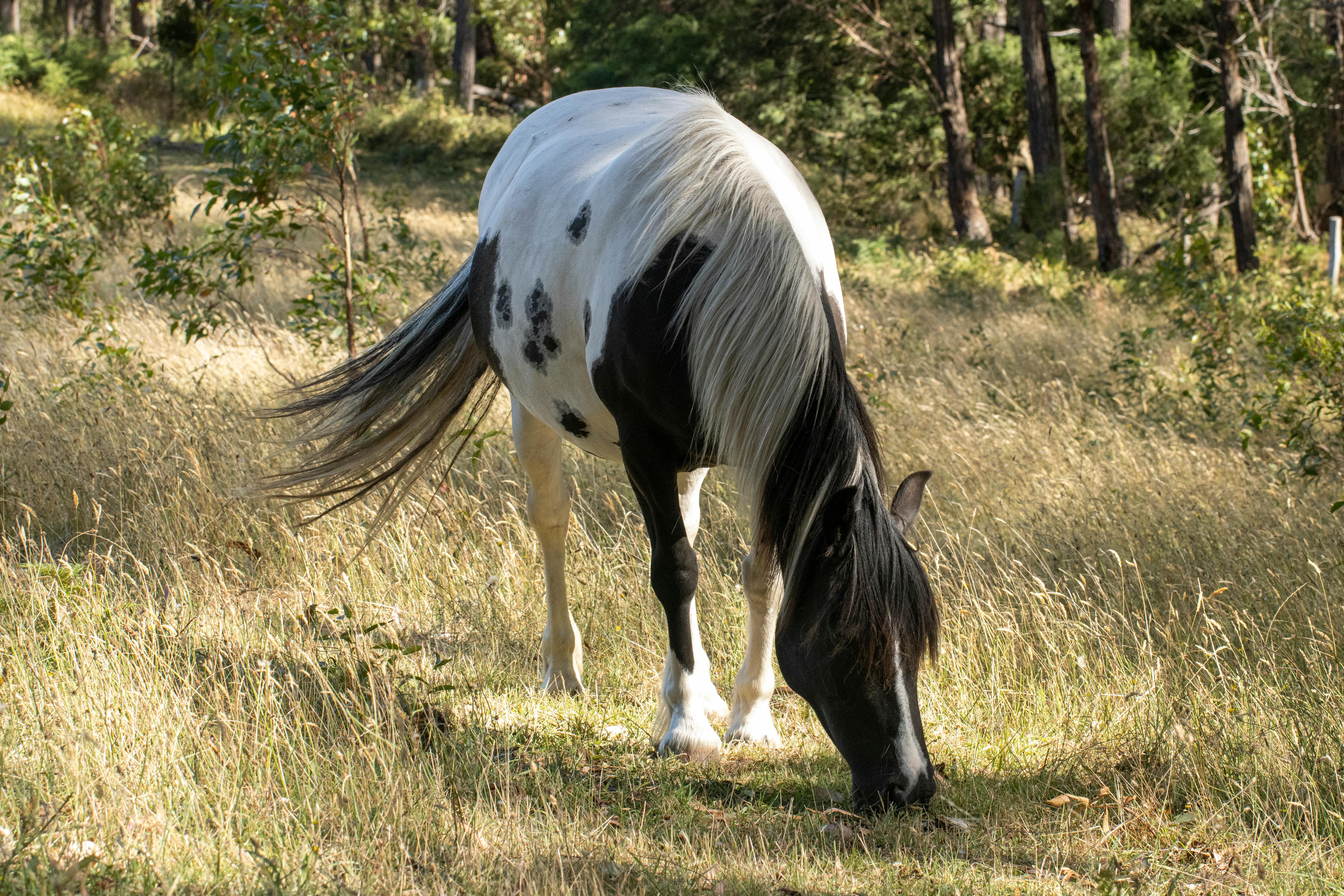 black and white horse