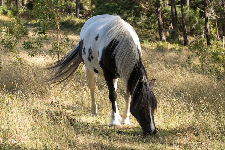 Black And White Horse