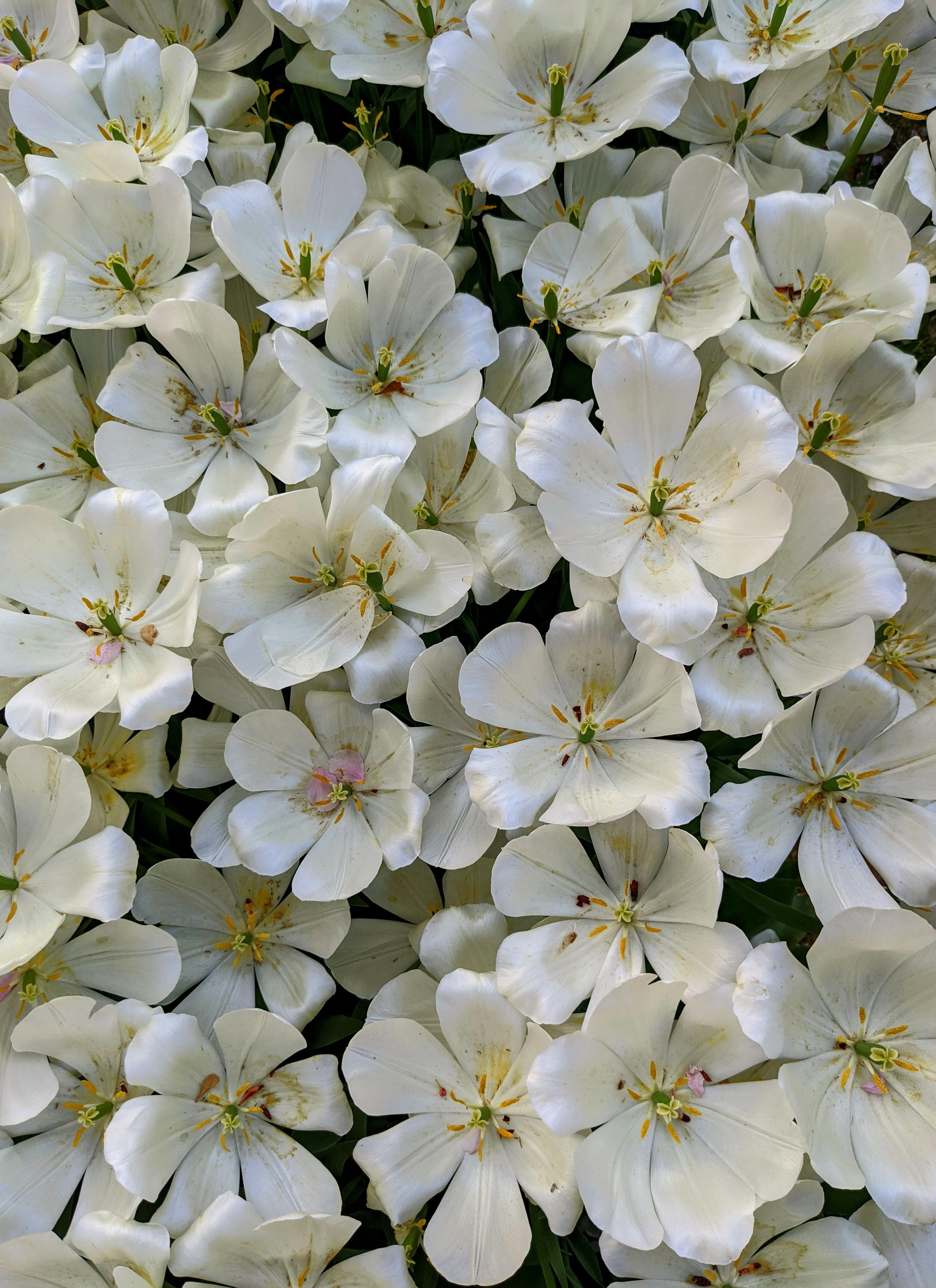 Close-up of lush white tulips in full bloom offering a serene aesthetic, photographed in Istanbul.