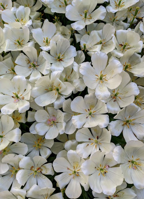 A close up of white flowers with green leaves