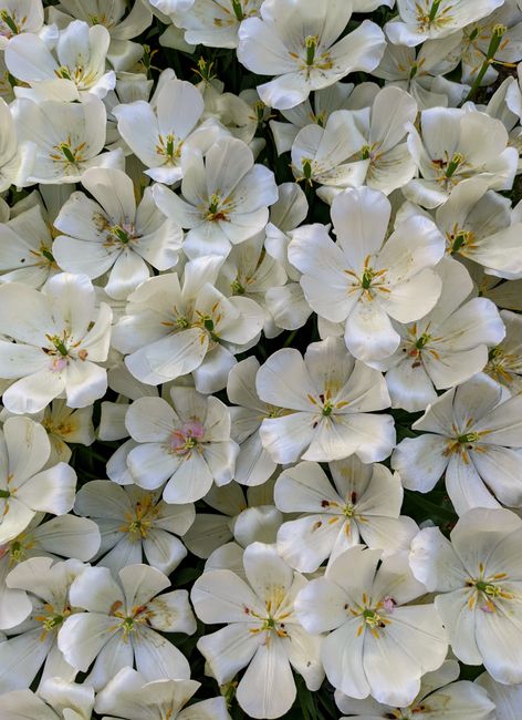 Close-up of lush white tulips in full bloom offering a serene aesthetic, photographed in Istanbul.