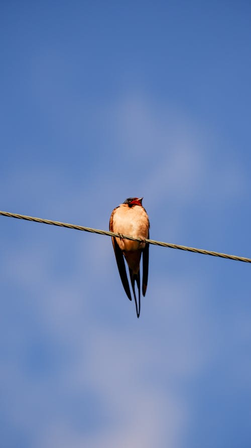 A bird sitting on a wire with a blue sky in the background