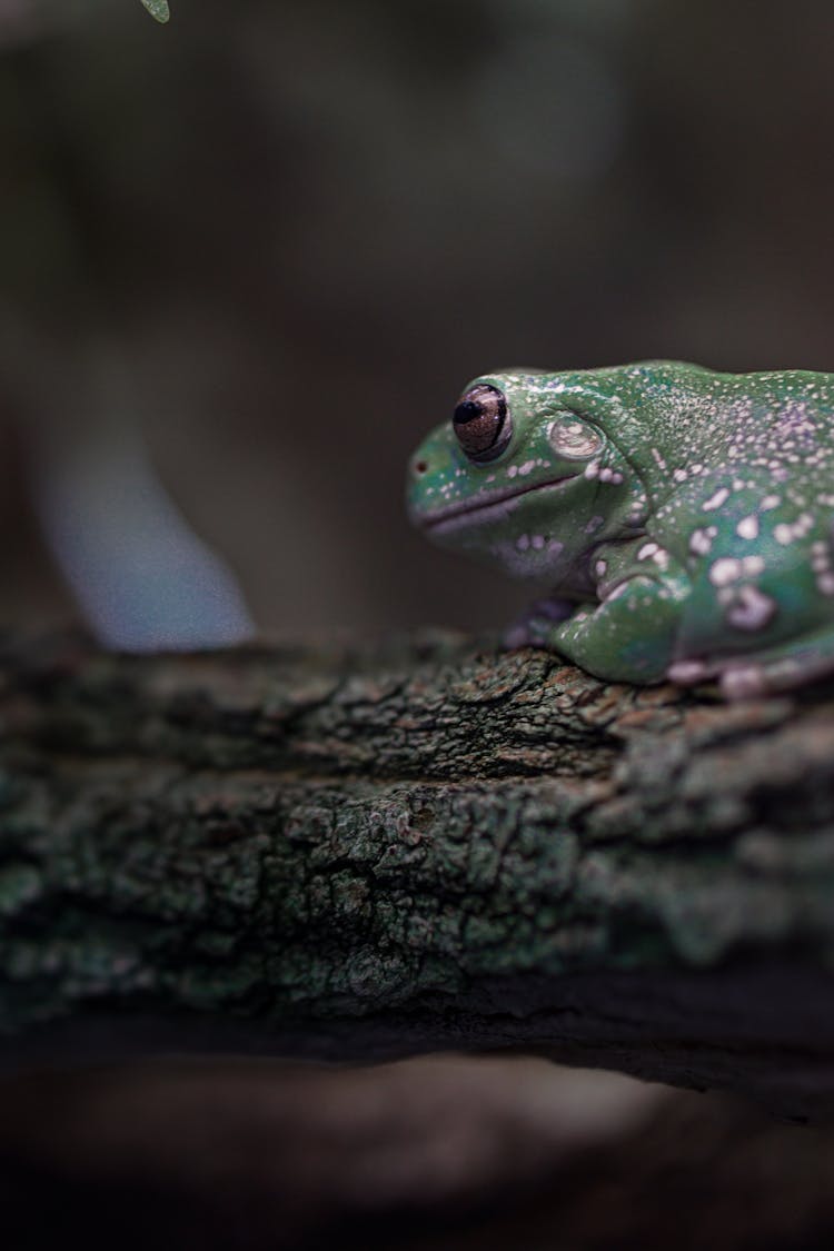 Frog On Tree