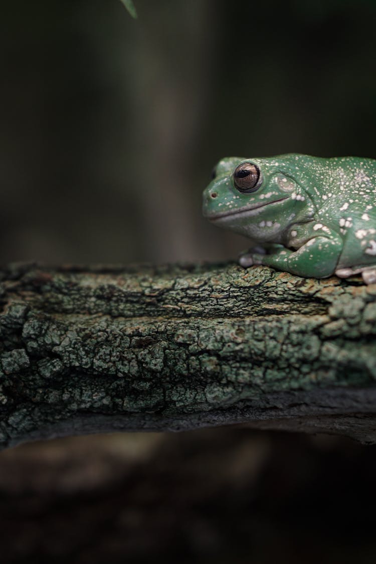 Frog On Tree