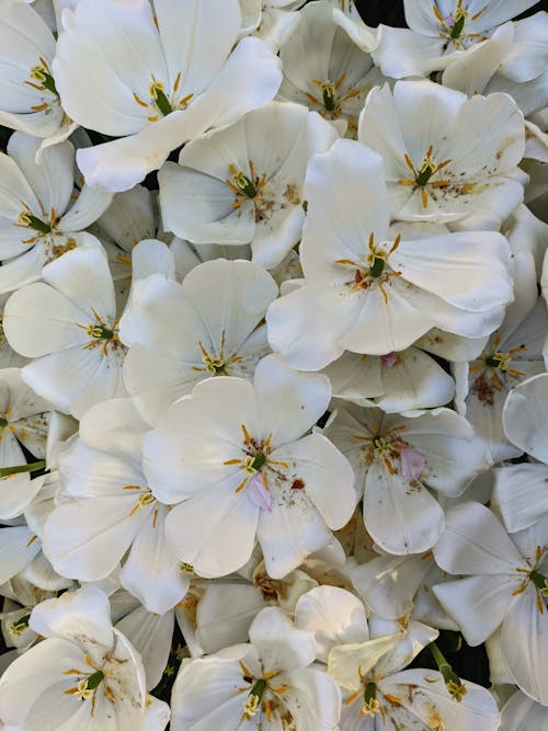 A close up of a bunch of white flowers