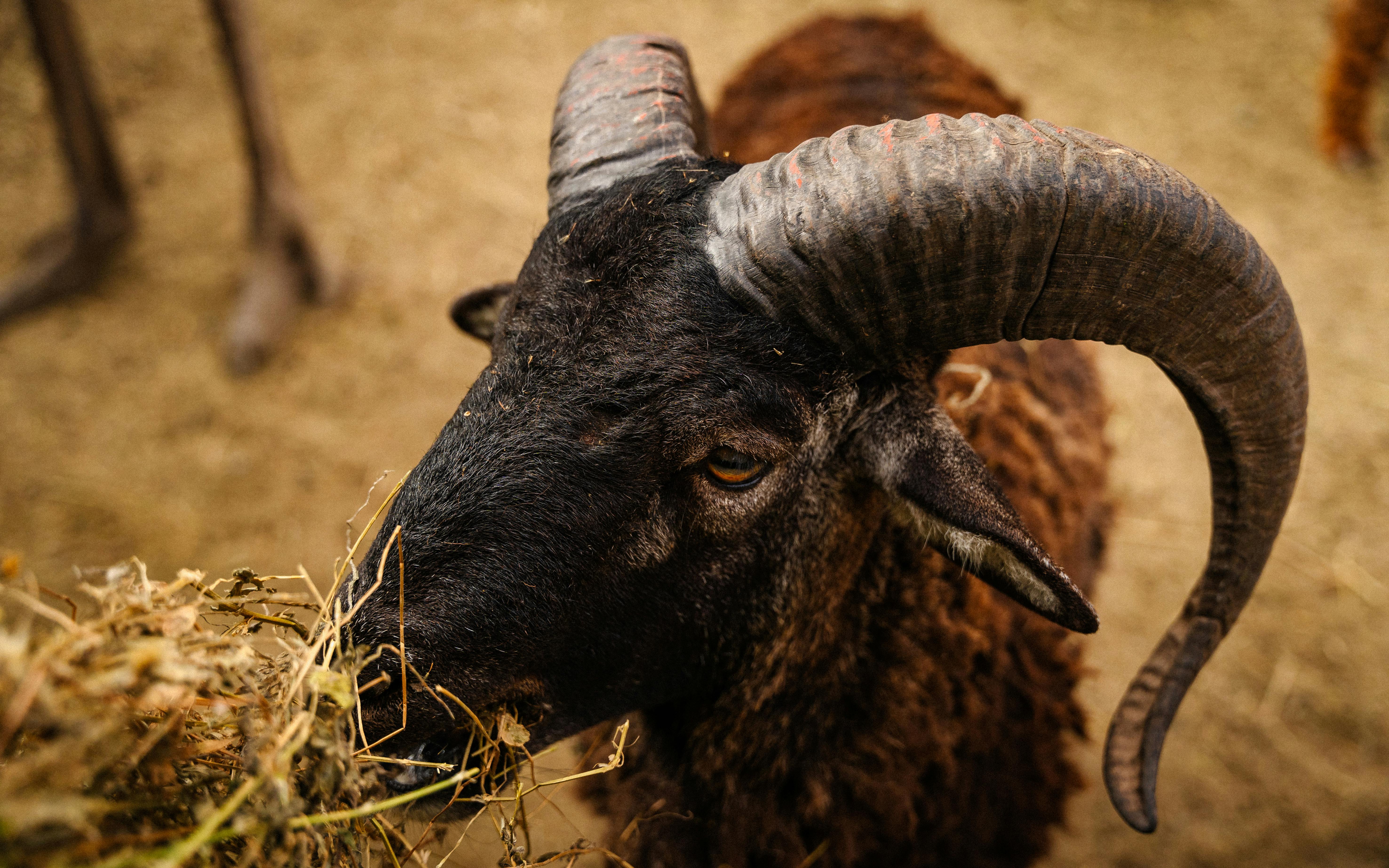 Gratuit Photos gratuites de agriculture, alimenter, animal Photos