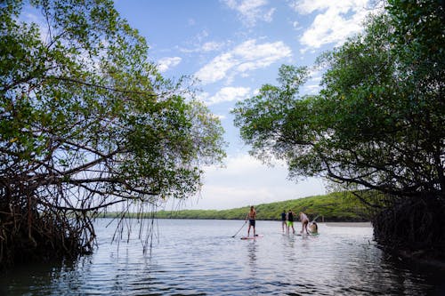 People stand in the water near some trees