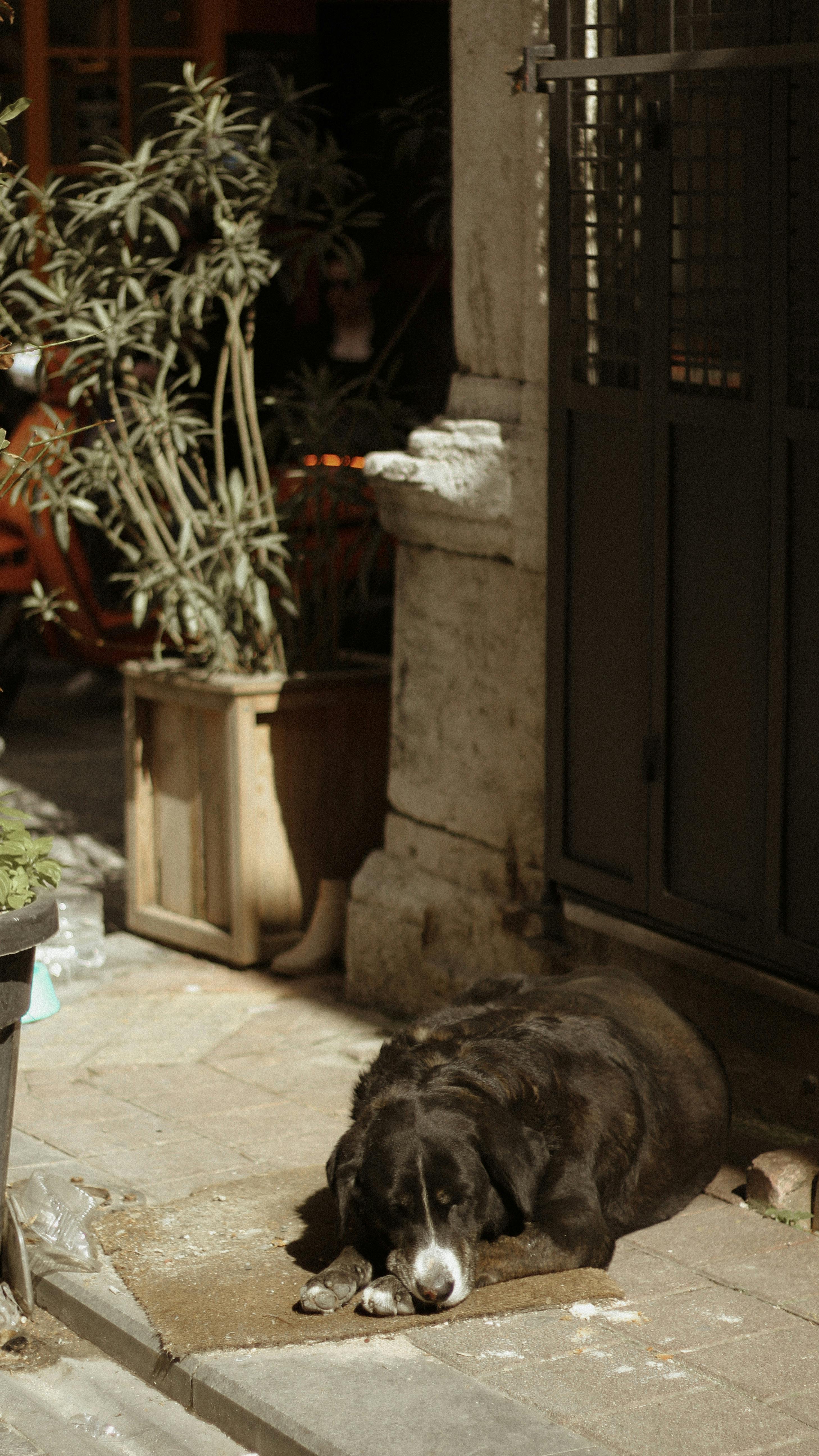 A stray dog peacefully lying on a sunlit urban sidewalk beside a plant and building.