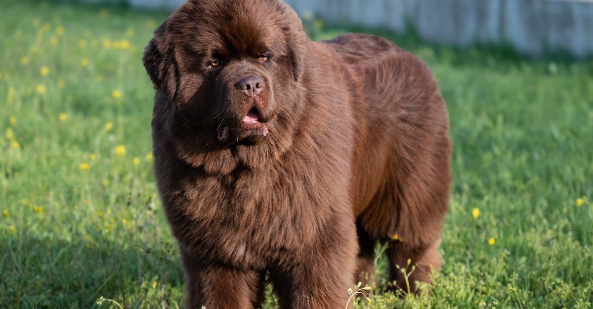 Newfoundland Dog