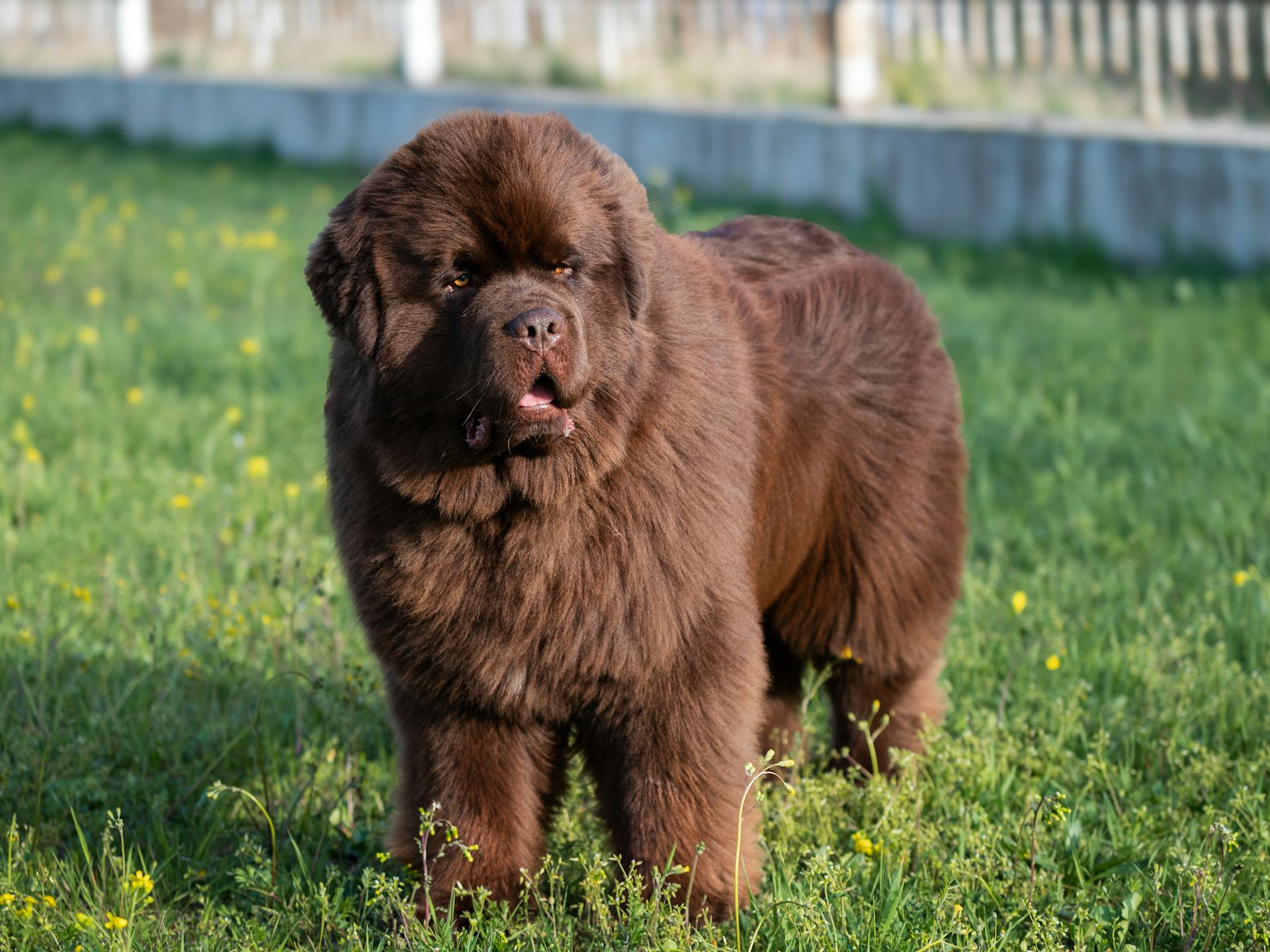 Chien de Terre-Neuve dans l'herbe