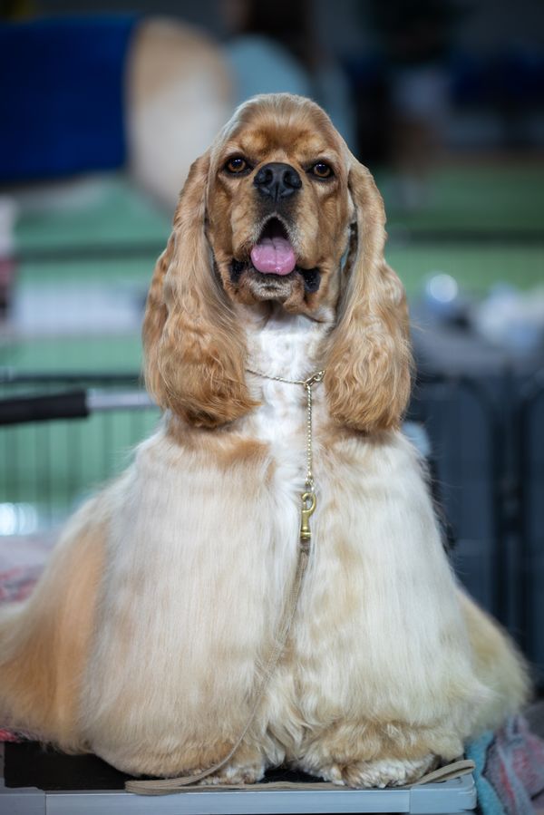 A dog getting a bath during grooming