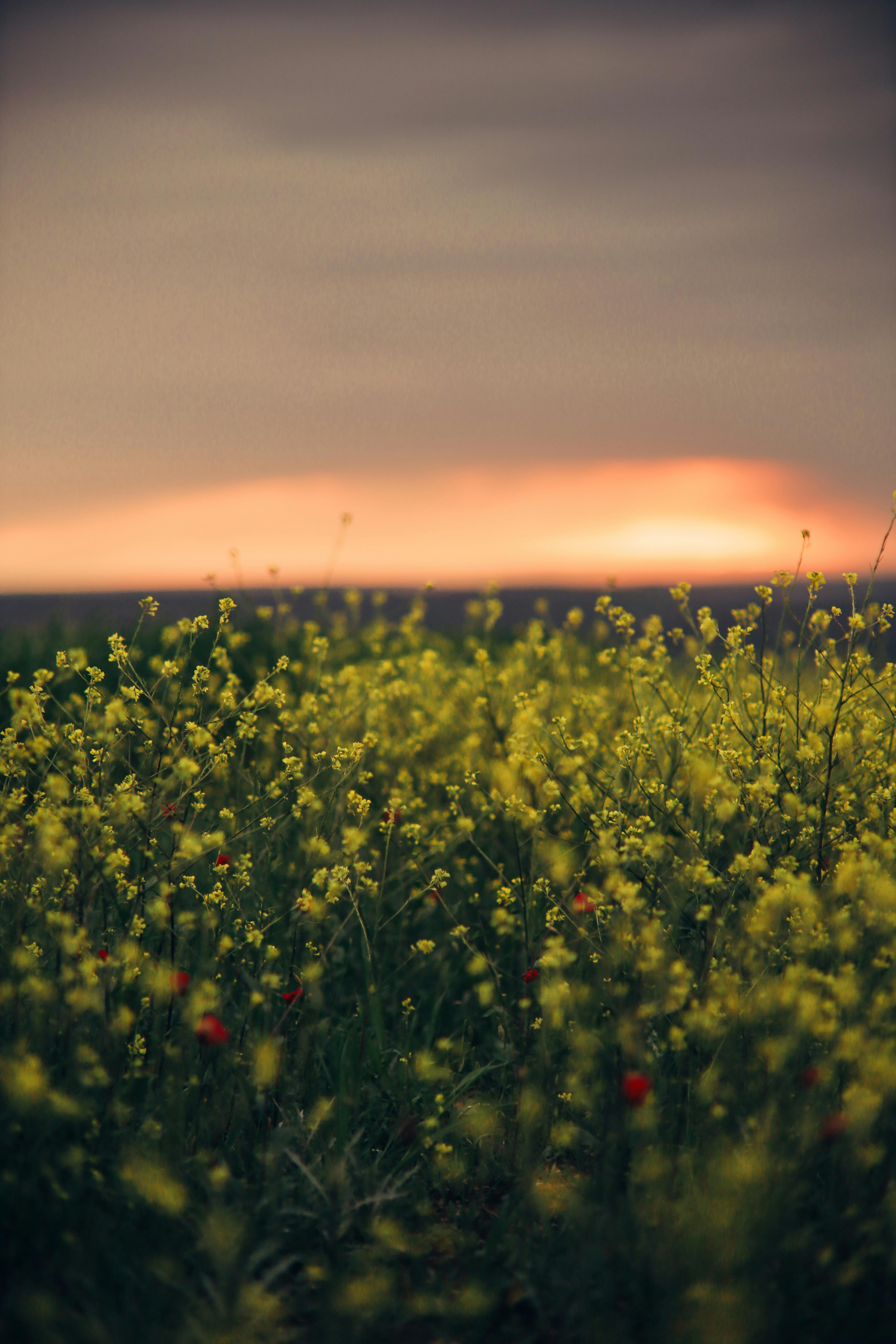 Yellow Flowers on Meadow · Free Stock Photo