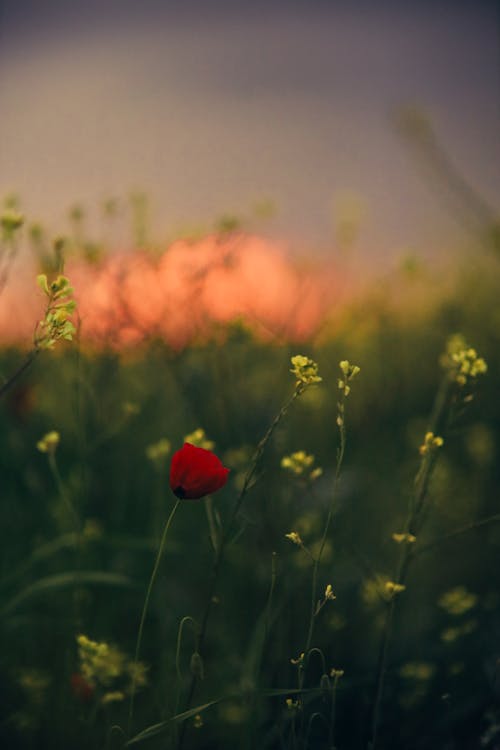 A red poppy in a field with green grass