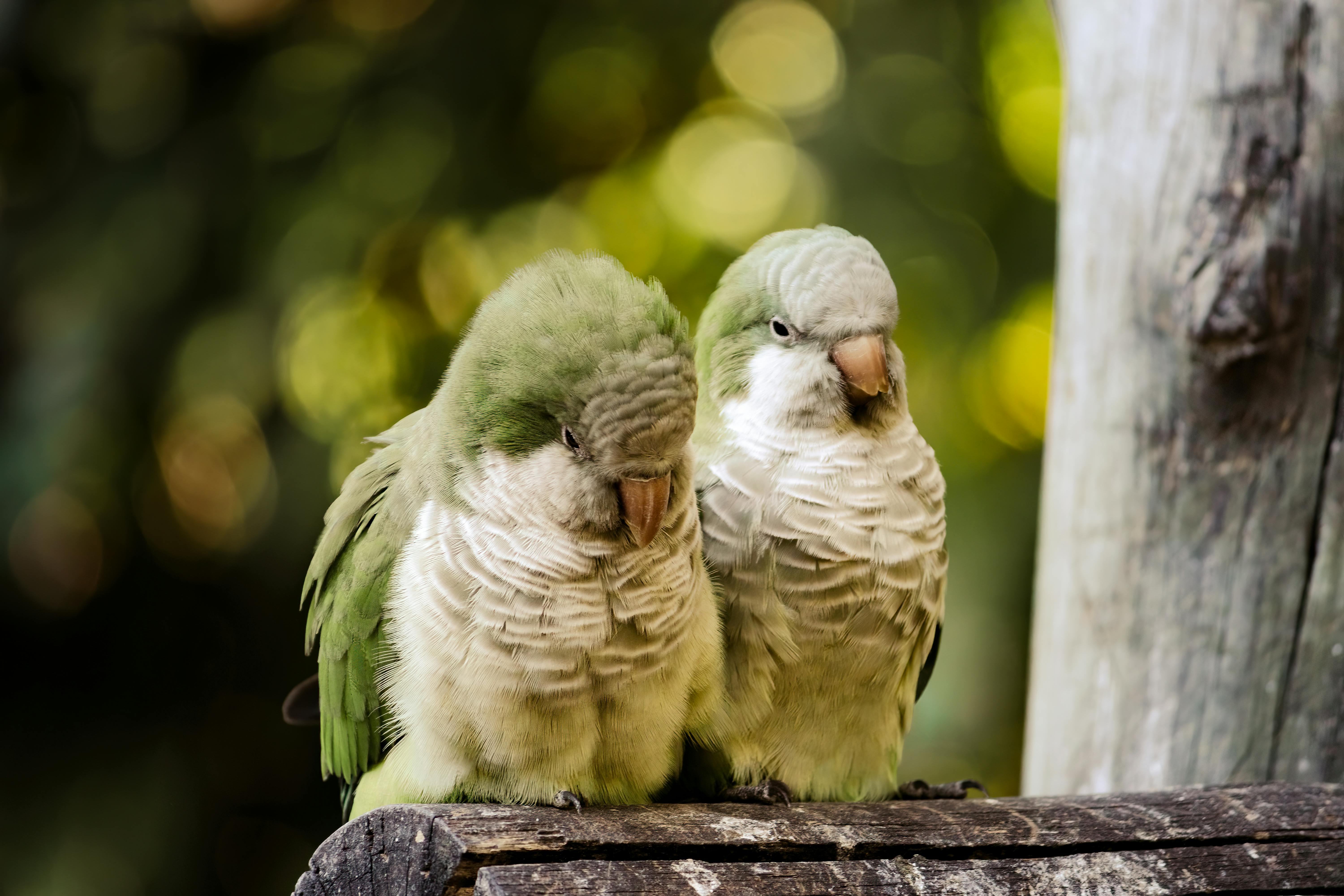 Buy Myiopsitta monachus in Monk Parakeet (Quaker Parrot), Akola - For Sale